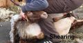 Sheep-Shearing-Wool-og-sharing.jpg